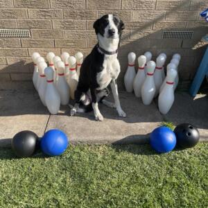 10 Pin Bowling